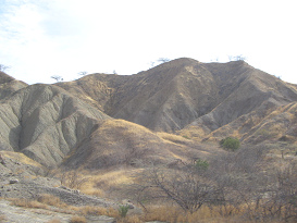 Panamericana Norte entre Zorritos y M�ncora,
                      cerros del desierto con �rboles (02)