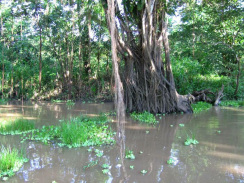 Amazonas-Flusslauf, Seitenarm 04, brauner
                          Seitenarm