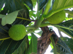 Frucht ?