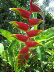 Bananenbl�te 04