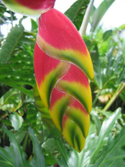 Bananenbl�te 05