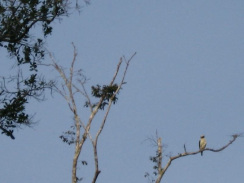 Amazonas, Vogel 01