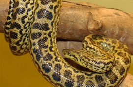 Gelbe Anaconda mit l�nglichen Flecken, Br�cken,
                Halbmonden, langen Linien in Bogenform, Trapezen