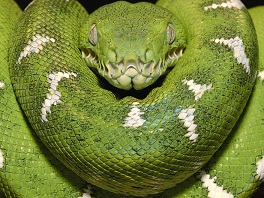 gr�ne Anaconda