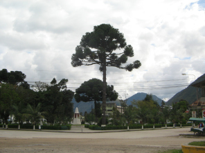 Park,
                          Kiefer mit Denkmal