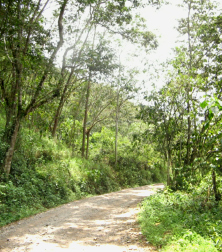 Feldweg im Wald