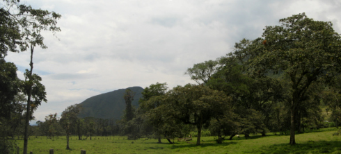 Panorama mit B�umen