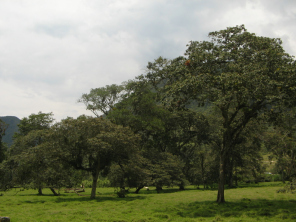 Panorama mit B�umen 02