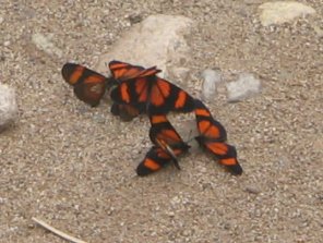 Schmetterlinge saugen am Weg