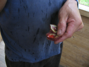 Die Frucht "Sangre de grado"
                            mit ihren f�rbenden und heilenden Samen