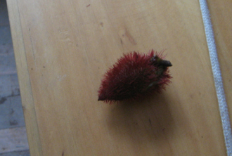 Die Frucht "Sangre de grado"
                            in ihrer Schale