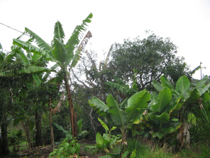 Platanostaude mit Platanos