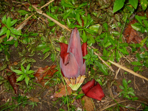 Eine Platanobl�te am Boden