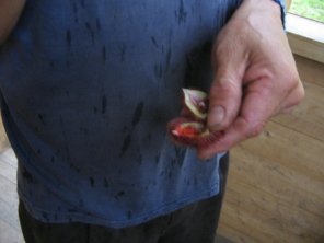 Die Frucht "Sangre de grado"
                            mit ihren f�rbenden und heilenden Samen