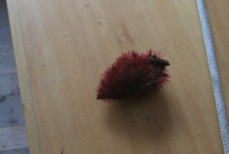 Die Frucht "Sangre de grado"
                            in ihrer Schale