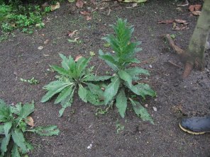 La planta medicinal Vara de
                                    Oro