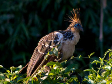 Hoatzin bird, is
              eating leaves
