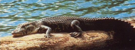 Caiman at Sandoval
                      Lake on a wooden trunk