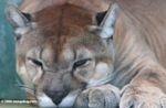 Puma / mountain lion