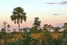 Pampas del Heath